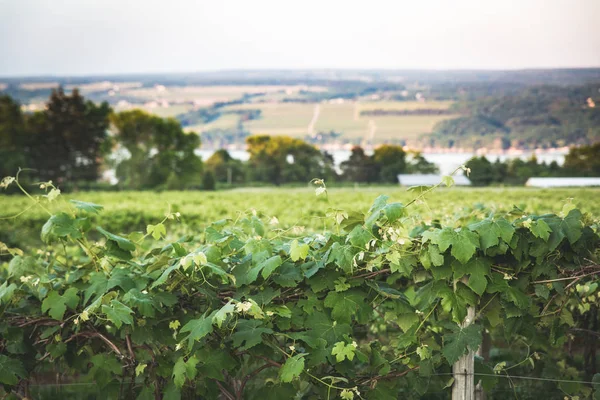 Захід Сонця Рядках Vinyard Північній Частині Штату Нью Йорк — стокове фото