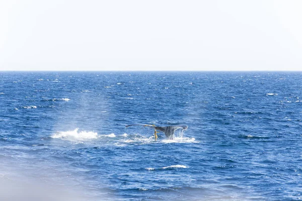 Wale Aguas Oceánicas —  Fotos de Stock