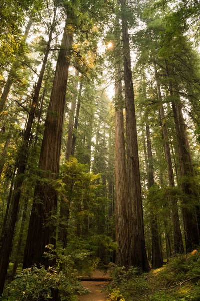 Chemin Randonnée Travers Une Forêt Séquoias Couverte Fougères Californie — Photo