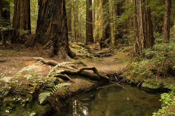 Pequena Corrente Fluindo Através Das Samambaias Uma Floresta Sequoias Califórnia — Fotografia de Stock