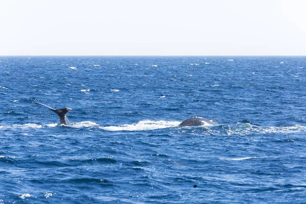 Wale Águas Oceânicas — Fotografia de Stock