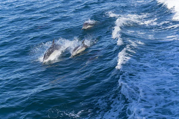 青い海の水でイルカ — ストック写真