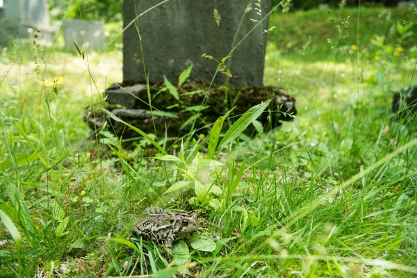 Ropucha Siedzi Trawie Przed Grób Kamień Lesie — Zdjęcie stockowe