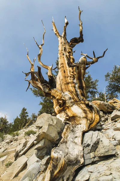 John Muir Trail Holz — Stockfoto