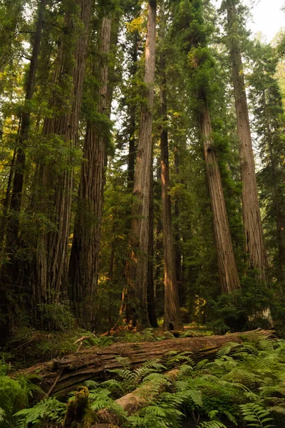 Arbres Tombés Sur Sol Couvert Fougères Dans Une Forêt Séquoias — Photo