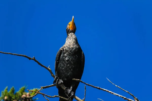 Cormorano Della California Con Occhi Azzurri Brillanti Appollaiati Albero Vicino — Foto Stock