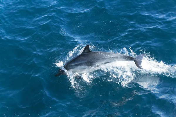 Delfines Agua Mar Azul —  Fotos de Stock