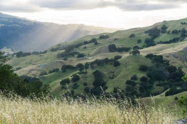 Bir ağaçta renkli günbatımı valley California Hills dolu