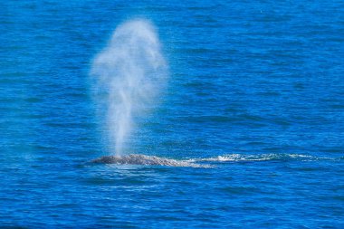 Kambur balina uçuruma Santa Cruz, California geçen süre üfleme