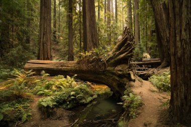 California sekoya ormanı kapalı bir fern yol hiking