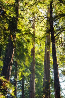 Sabah erken güneş ışığı yoğun sekoya ormanı California filtre uygular