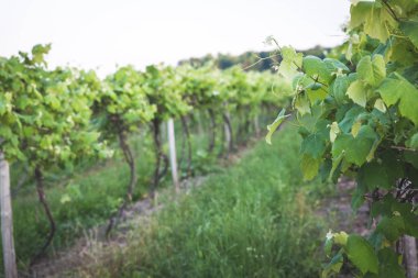 Sunset Bulvarında bir vinyard şehir dışında New York'ta satırları