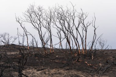 Ojai, Kaliforniya Otoban 33 boyunca Thomas yangında zarar manzanita ağaçlar