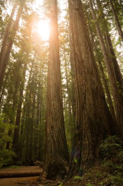 California sekoya ormanı kapalı bir fern yol hiking