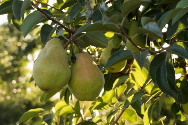 Olgunlaşma armut ağaçları Kaliforniya'da bir çiftlikte büyümek