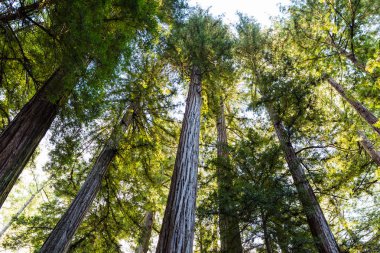 Sabah erken güneş ışığı yoğun sekoya ormanı California filtre uygular