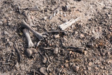 Thomas yangın otoyol 150 boyunca açığa ölü bir hayvan yanmış kemikleri