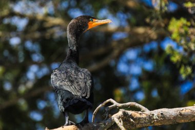 Parlak mavi gözlü algılamak Okyanusu yakınlarındaki bir ağaçta ile California karabatak