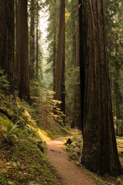 California sekoya ormanı kapalı bir fern yol hiking