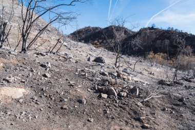 Ojai, Kaliforniya'da Pratt izi boyunca Thomas yangında zarar manzara