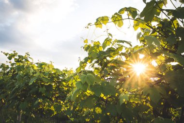 Yaz aylarında göl boyunca vinyard sabah erken sunrise