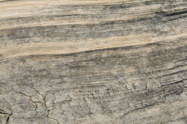 John muir iz, ahşap 