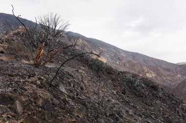 Ojai, Kaliforniya Otoban 33 boyunca Thomas yangında zarar manzara