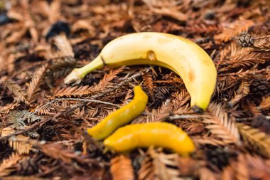 Yere yakın bir gerçek muz meyve muz sümüklü böcek tarar