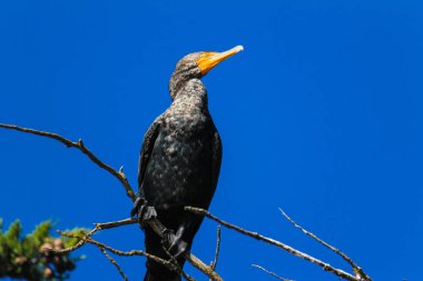 Parlak mavi gözlü algılamak Okyanusu yakınlarındaki bir ağaçta ile California karabatak