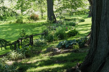 Sabah erken güneş ışığı bir ağaç üzerinde ülkenin driveway kaplı