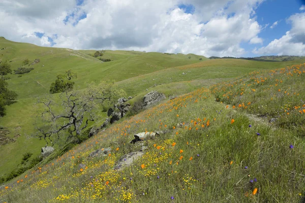 Sunol Областной Заповедник Дикая Природа — стоковое фото