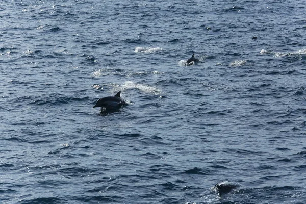 青い海の水でイルカ — ストック写真