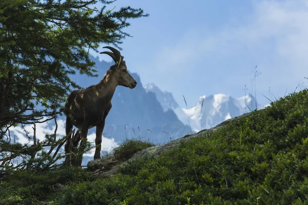 Cabra Montaña Los Alpes — Foto de Stock