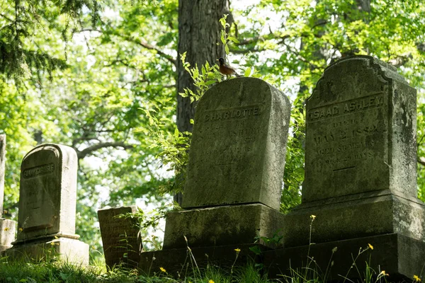 Üstüne Oturan Bir Robin Ile Bir Ormandaki Gölgeli Mezar Taşları — Stok fotoğraf