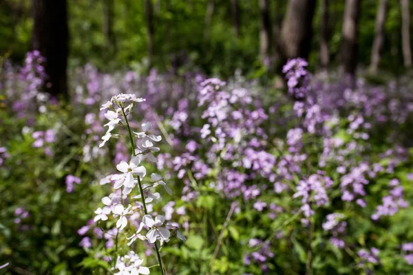 Des Fleurs Sauvages Blanches Violettes Poussent Ombre Une Forêt Dans — Photo