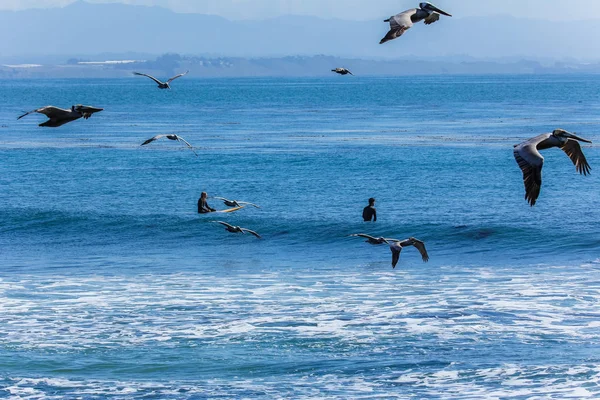 Flock of pelicans fly over a surfing spot on a clear day in California