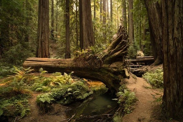 Chemin Randonnée Travers Une Forêt Séquoias Couverte Fougères Californie — Photo