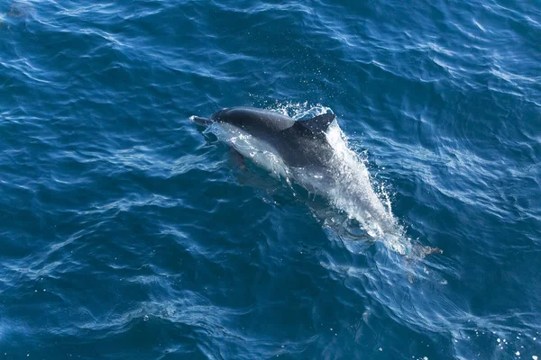 Delfines Agua Mar Azul —  Fotos de Stock