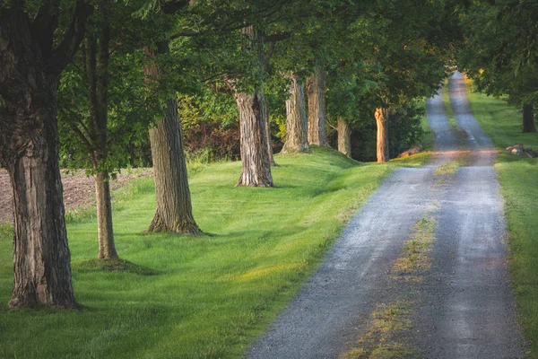 Early morning sunlight on a tree lined driveway in the country