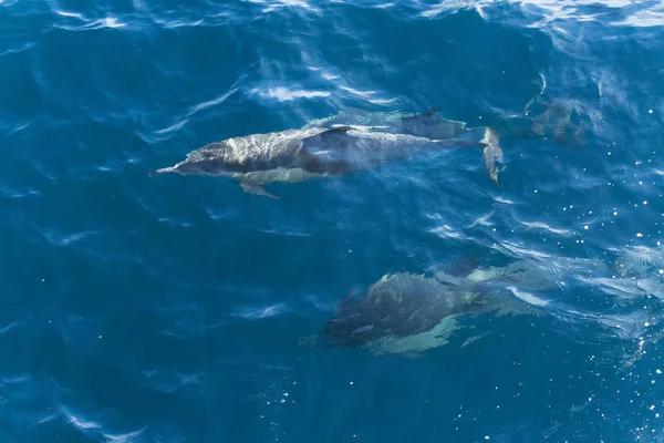 Delfines Agua Mar Azul —  Fotos de Stock