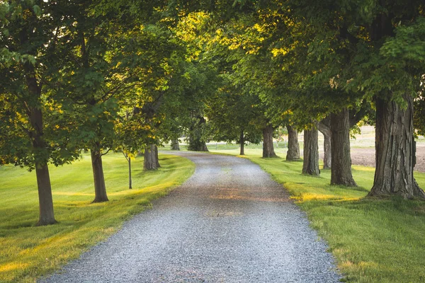 Early morning sunlight on a tree lined driveway in the country