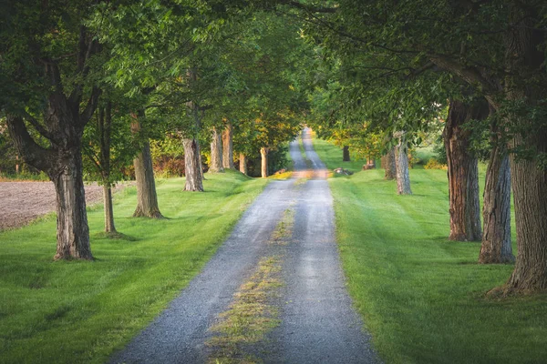 Early morning sunlight on a tree lined driveway in the country