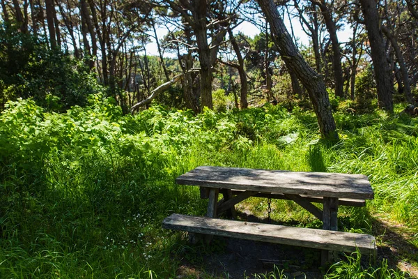 Picnic table under the trees in the forest of Mendocino, California