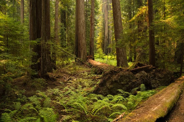 Arbres Tombés Sur Sol Couvert Fougères Dans Une Forêt Séquoias — Photo