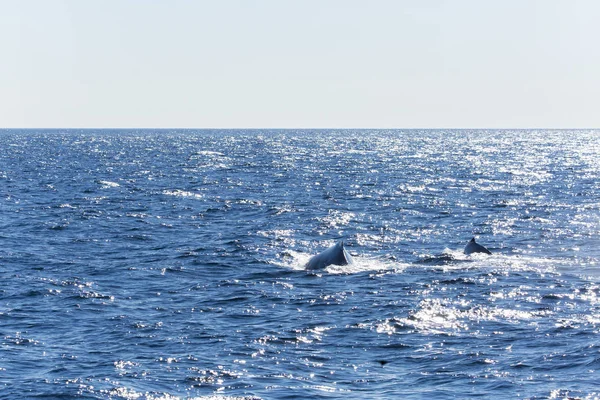 Wale Águas Oceânicas — Fotografia de Stock