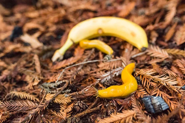 Banana Slug Crawls Ground Actual Banana Fruit — Stock Photo, Image