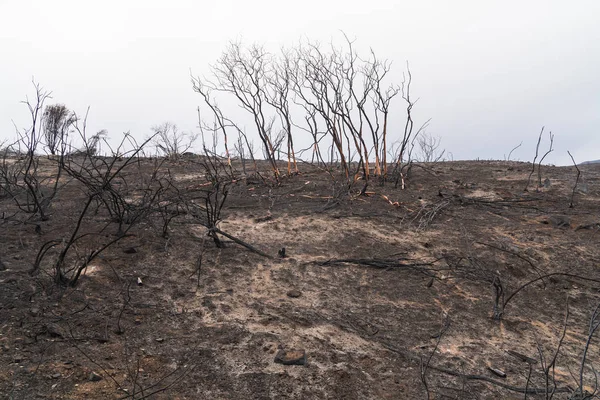 Manzanita Trees Damaged Thomas Fire Highway Ojai California — Stock Photo, Image