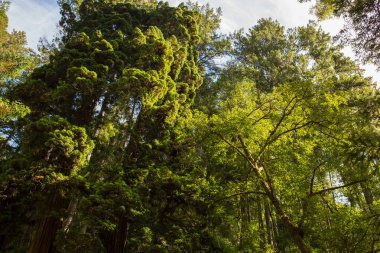 Çok yüksek Sekoya ağaçları Mendocino, California geç öğleden sonra güneş ışığı altında