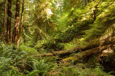 Çok yüksek Sekoya ağaçları Mendocino, California geç öğleden sonra güneş ışığı altında