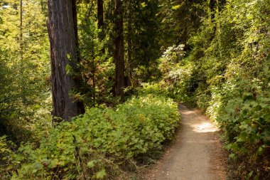Yol rüzgarlar Mendocino, California geç öğleden sonra güneş ışığı altında çok yüksek Sekoya ağaçları ile hiking